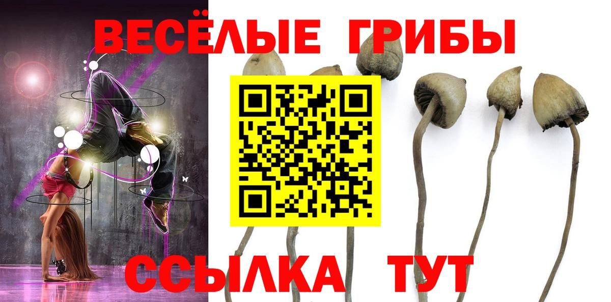 Галлюциногенные грибы Psilocybine cubensis Истра